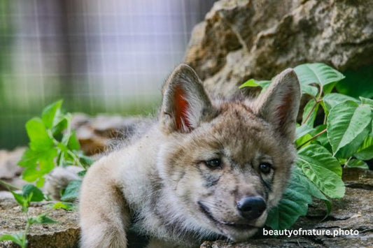 Gray Wolf Pup Looking Bored 23-5196 Horizontal