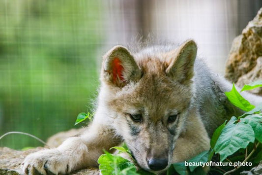 Gray Wolf Pup Sad Face 23-9359 Horizontal
