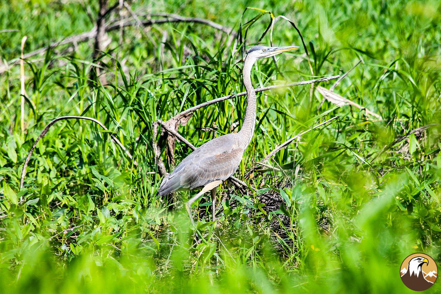 Great Blue Heron 1500X1000