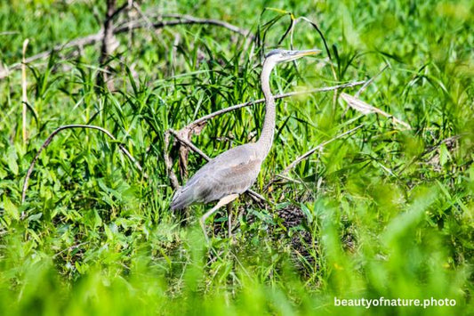 Great Blue Heron Horizontal