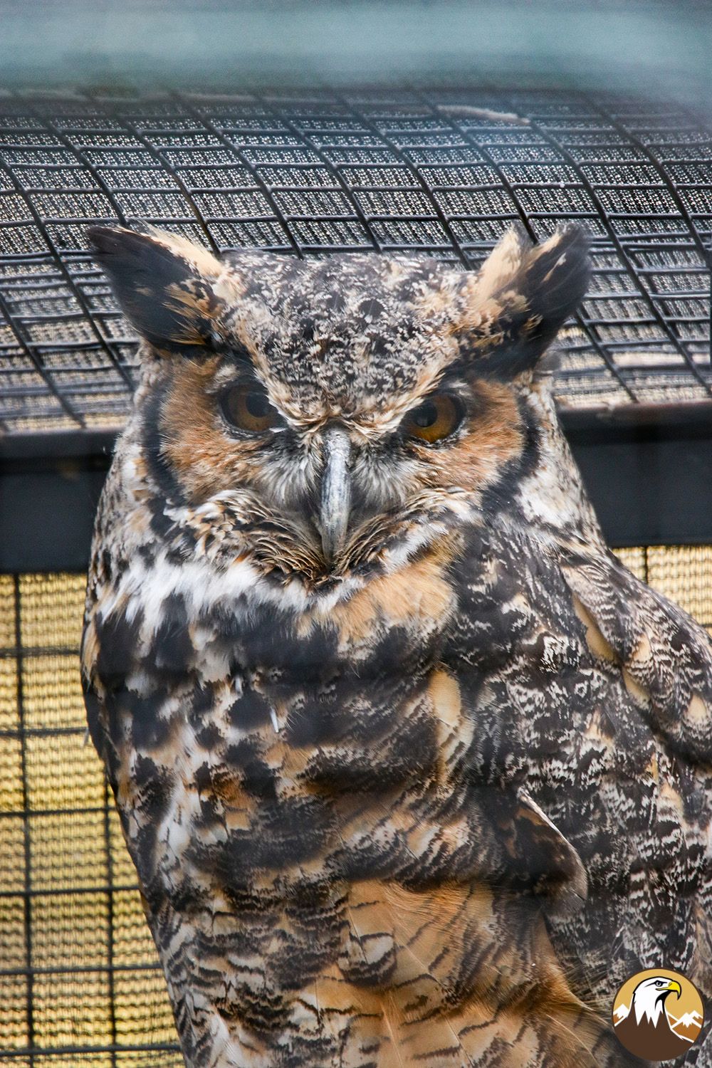 Great Horned Owl 1 1000X1500