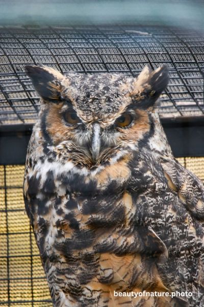 Great Horned Owl 1 Vertical