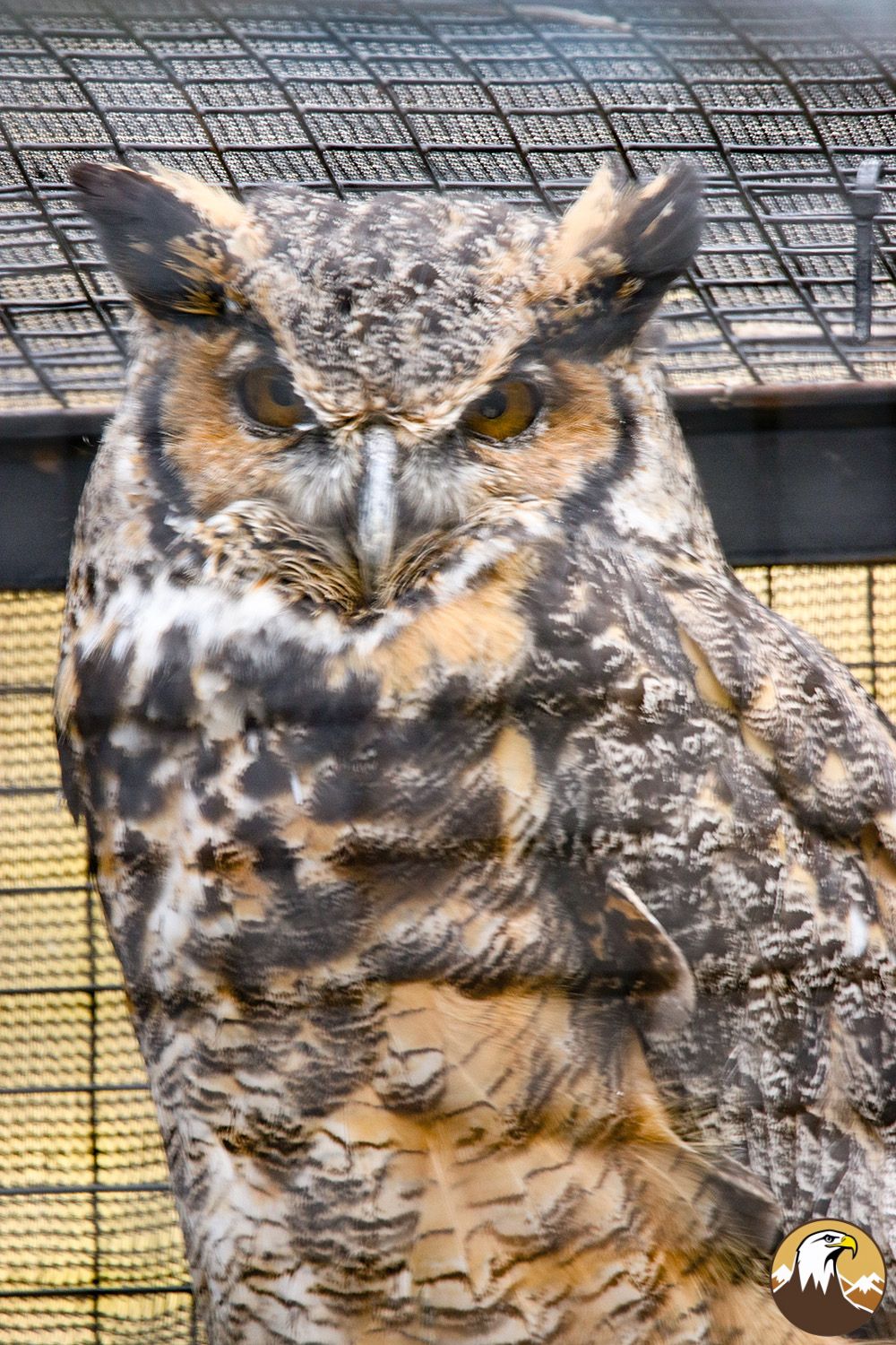 Great Horned Owl 2 1000X1500