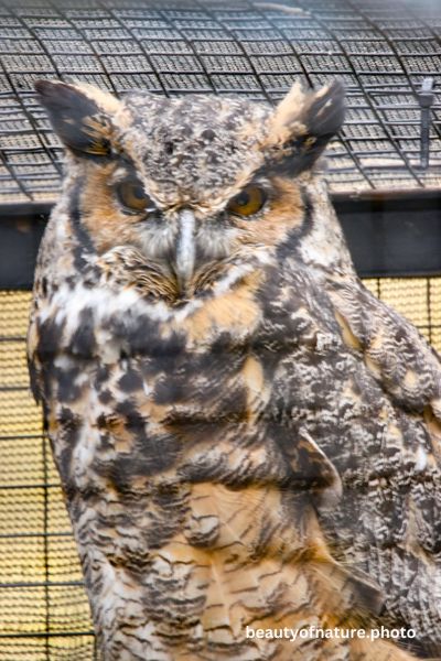 Great Horned Owl 2 Vertical