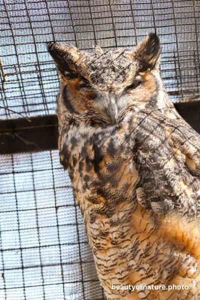 Great Horned Owl 3 Vertical