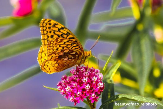 Great Spangled Fritillary 1 Horizontal