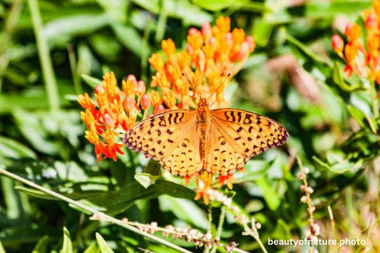 Great Spangled Fritillary 2 Horizontal