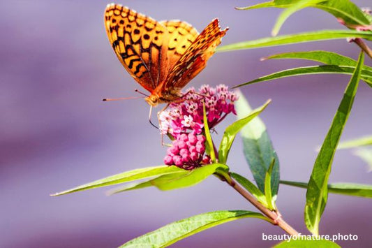 Great Spangled Fritillary 3 Horizontal