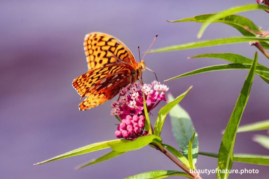 Great Spangled Fritillary 4 Horizontal