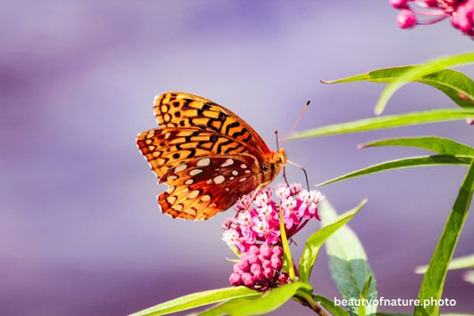 Great Spangled Fritillary 5 Horizontal