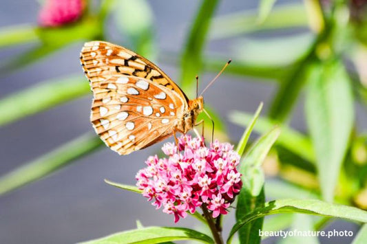 Great Spangled Fritillary 6 Horizontal