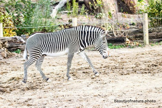 Grevy's Zebra 1 Horizontal