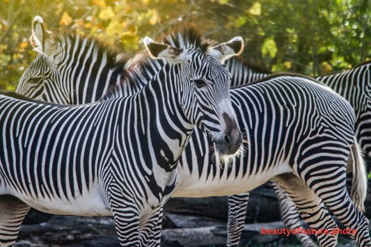 Grevy's Zebra 2 Horizontal