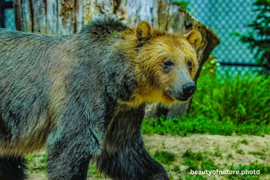 Grizzly Bear 1 Horizontal