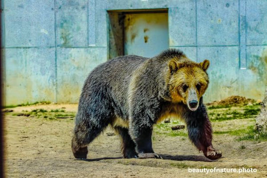 Grizzly Bear 2 Horizontal