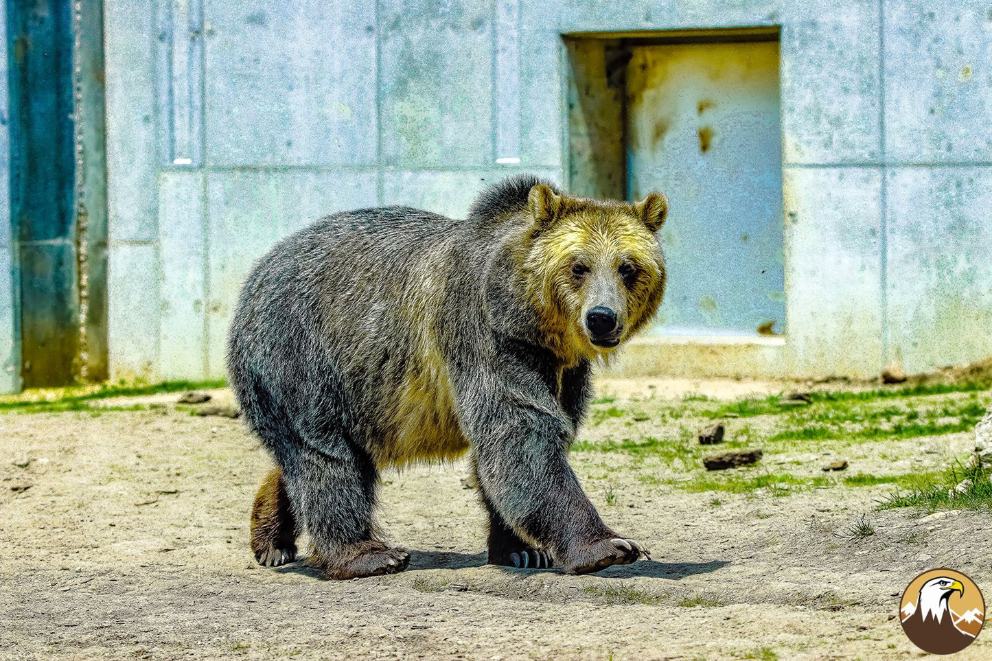 Grizzly Bear 3 1500X1000