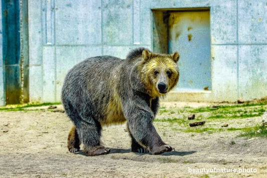 Grizzly Bear 3 Horizontal