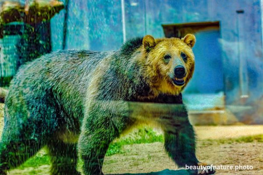Grizzly Bear 4 Horizontal