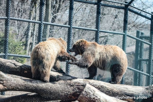 Grizzly Bear 5 Horizontal