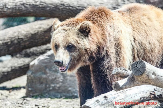 Grizzly Bear 6 Horizontal