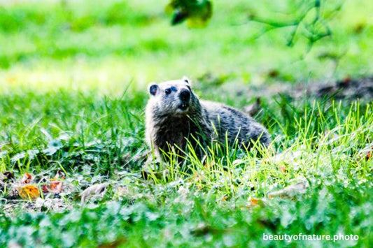 Groundhog 1 Horizontal