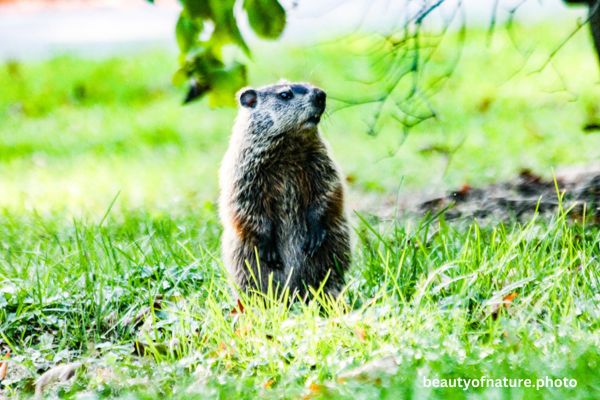 Groundhog 2 Horizontal