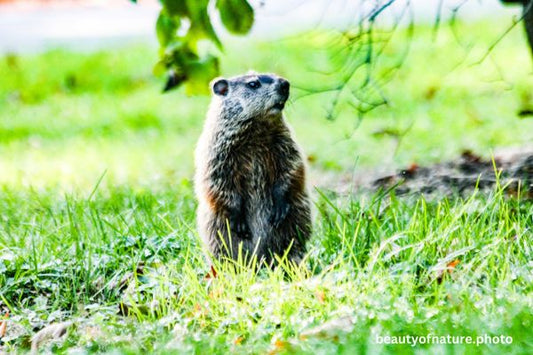 Groundhog 2 Horizontal