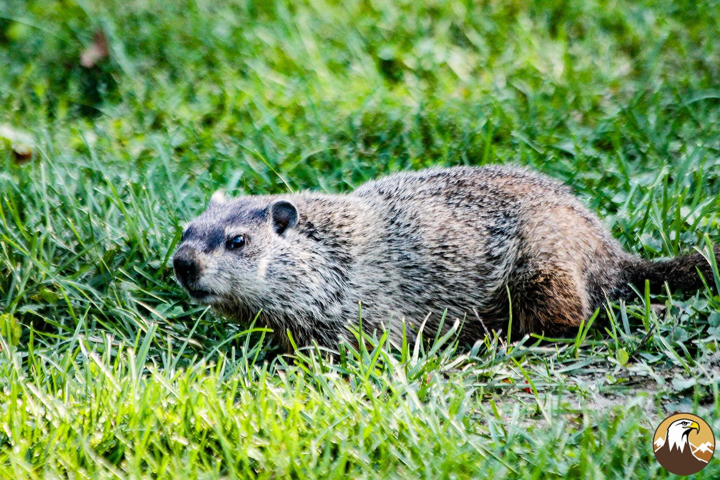 Groundhog 3 1500X1000