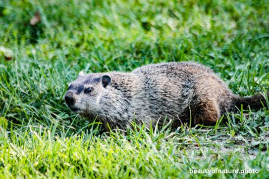 Groundhog 3 Horizontal