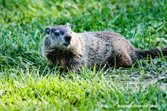 Groundhog 4 Horizontal
