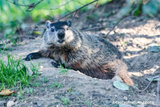 Groundhog 5 Horizontal