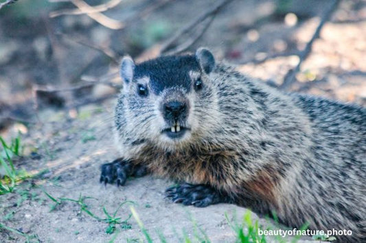 Groundhog 6 Horizontal