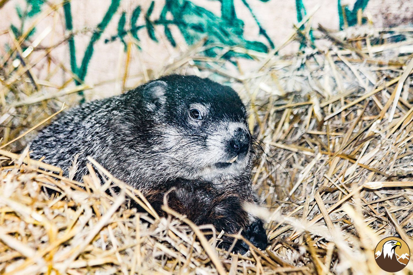 Groundhog 7 1500X1000