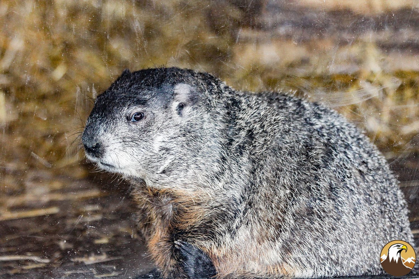 Groundhog 8 1500X1000