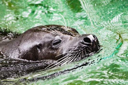 Harbor Seal 1 Horizontal