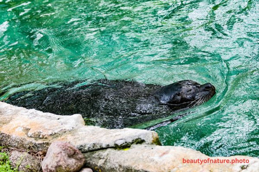 Harbor Seal 2 Horizontal