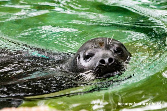 Harbor Seal 3 Horizontal