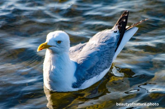 Herring Gull Horizontal