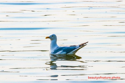 American Herring Gull Portrait 23-6768 Horizontal