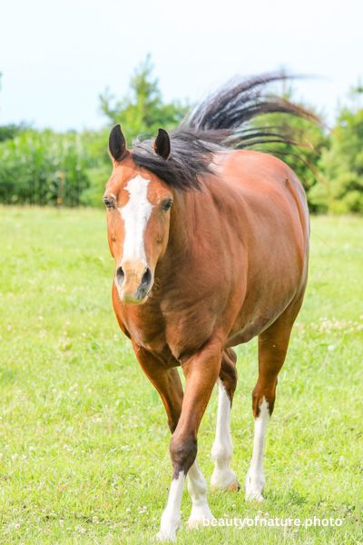 Horse 10 Vertical