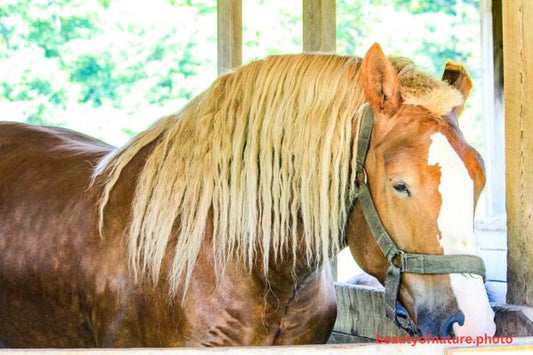 Horse 1 Horizontal