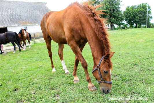 Horse 2 Horizontal
