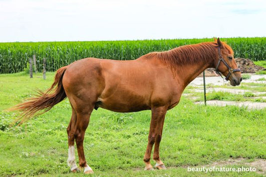 Horse 3 Horizontal