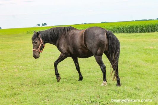 Horse 4 Horizontal