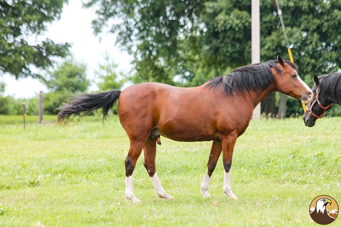 Horse 5 1500X1000