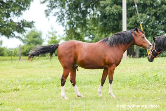 Horse 5 Horizontal