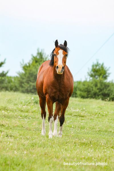 Horse 6 Vertical