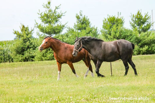 Horse 8 Horizontal