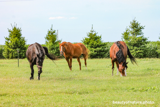 Horse 9 Horizontal