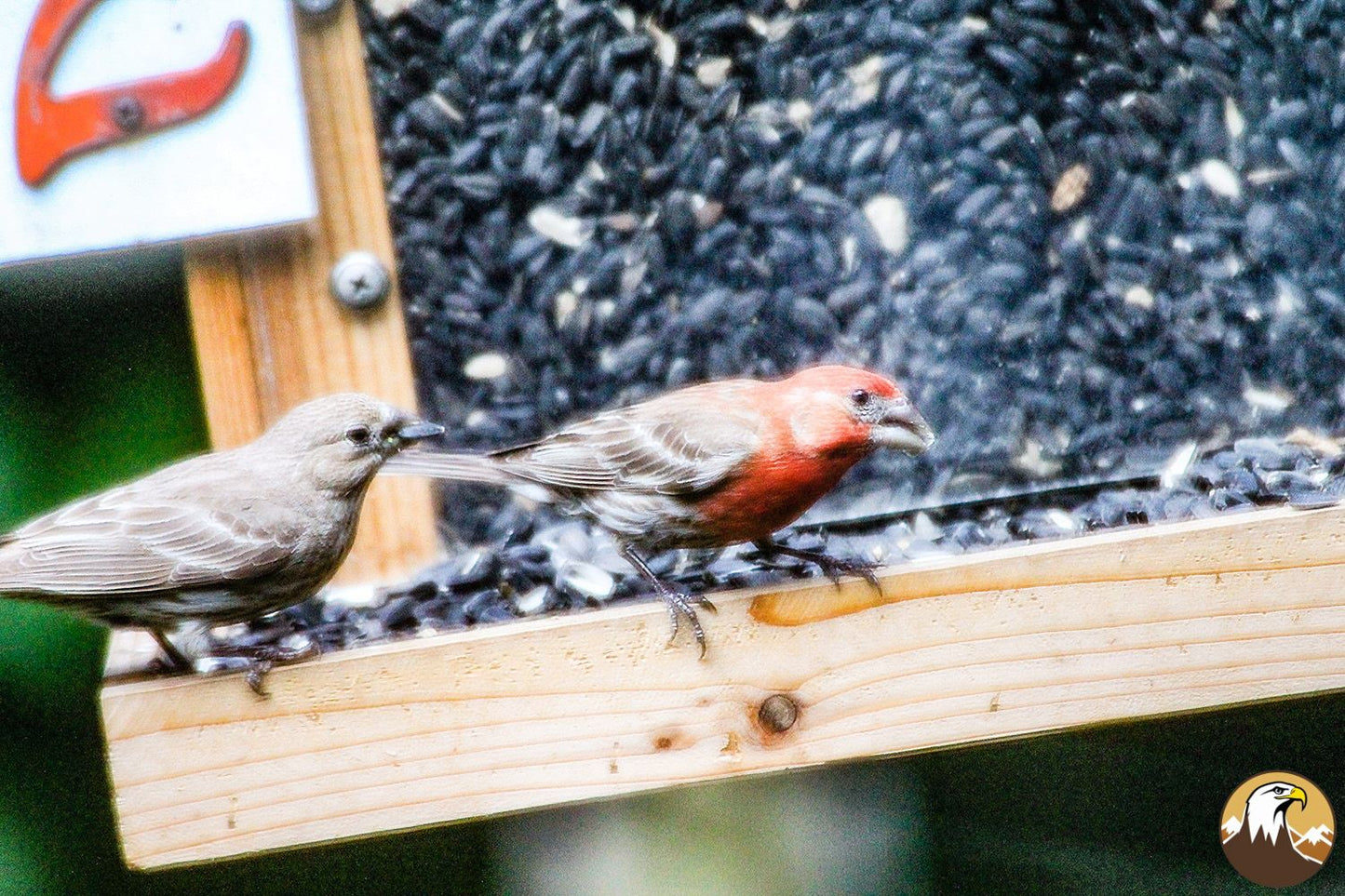 House Finch 1500X1000